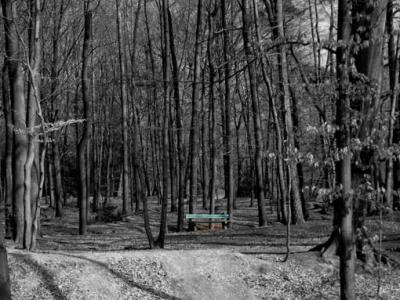 Bank-vor-lauter-Wald