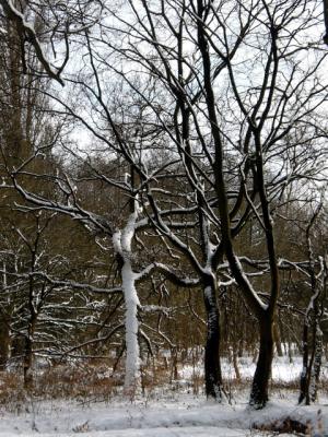 Baum im Schnee