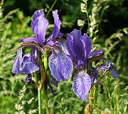 180px-Iris_sibirica_060603