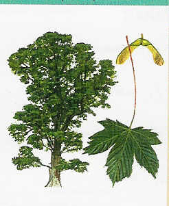 bergahorn