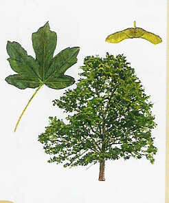 feldahorn