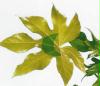 scan00051