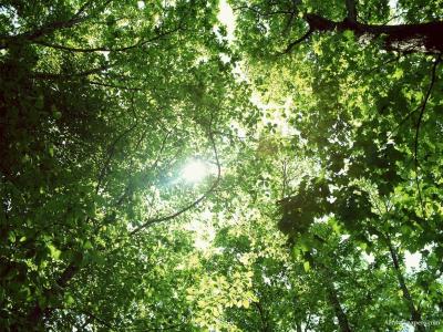wald_001