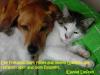 hundkatze