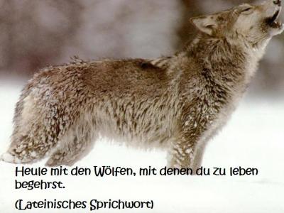 wolf