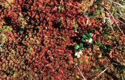 Preiselbeeren im Moor