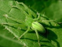 huschspinne