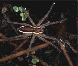 jagdspinne