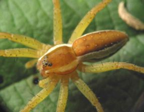 jagdspinne1
