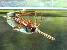 rueckenschwimmer