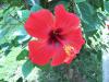 Blume