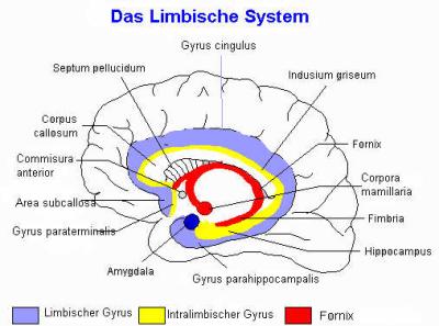 limbisch