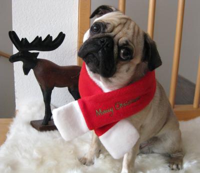 Christmas-Pug