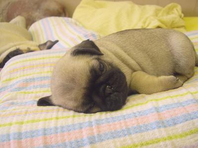 Mops-2