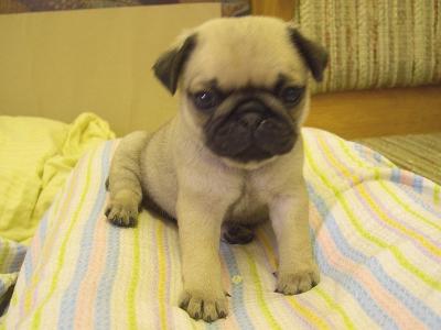 Mops-3