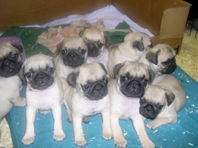Mopsbabys_HP1111