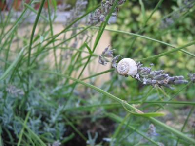 Lavendelschnecke