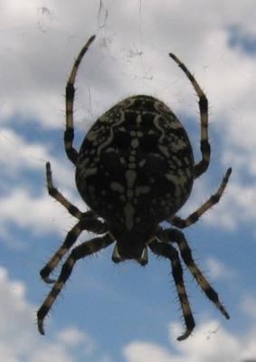 Spinne-Schweiz