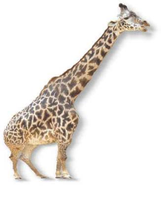 giraffe01