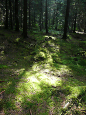 Pilze1