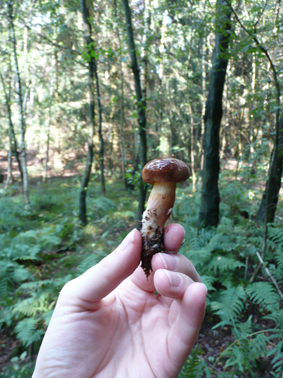 Pilze2