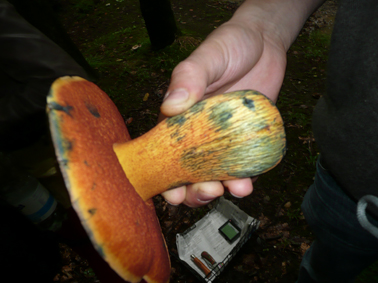 Pilze2b