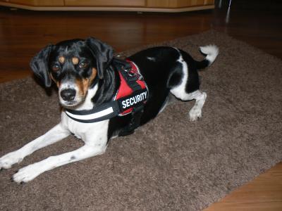 K9 Geschirr für die Prinzessin K9 Geschirr für die Prinzessin