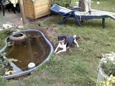 am Gartenteich am Gartenteich