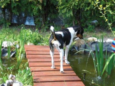 wegen Ringelnattern wegen Ringelnattern