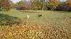 Herbst6
