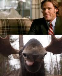 moose