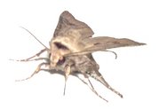null