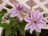 Clematis