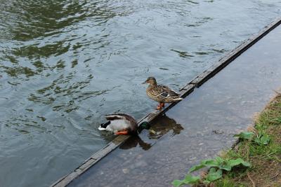 Entensprung-der-Zweite