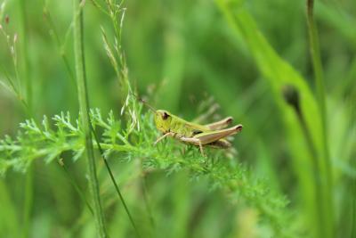 Heuschrecke1