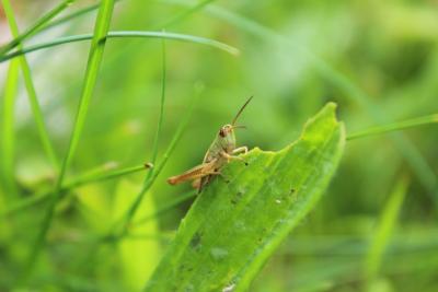 Heuschrecke2