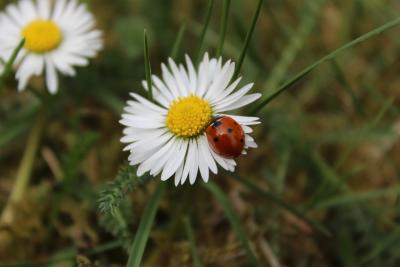 Kleiner-Sonnengeniesser