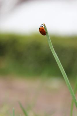 Marienkaefer-klettert