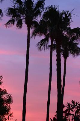 Palmtreesunset