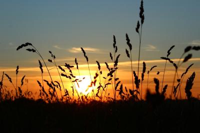 Sonnenuntergangfeld2