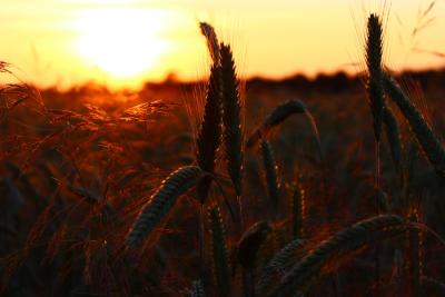 Sonnenuntergangfeld3