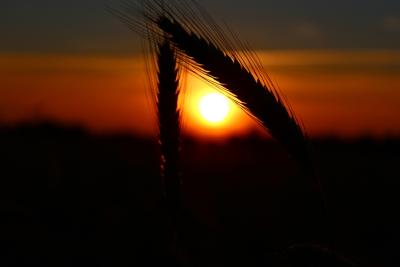 Sonnenuntergangfeld4