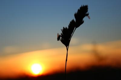 Sonnenuntergangfeld5