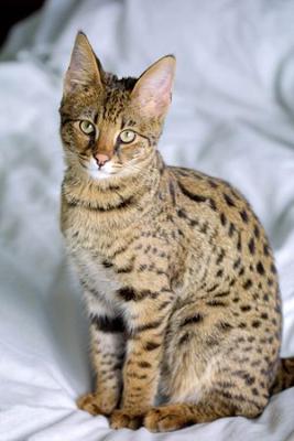 300px-Savannah_Cat_portrait