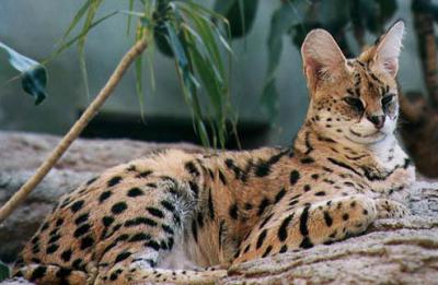 Serval2