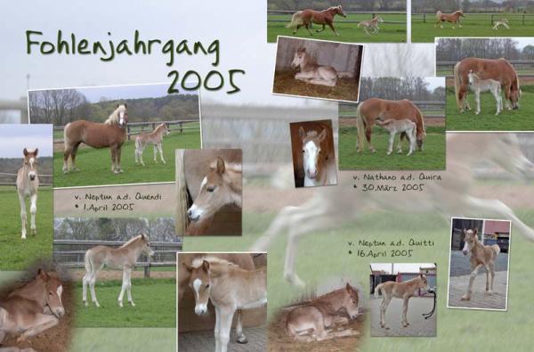12_13_Fohlen_k