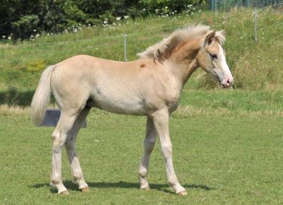 Super_schickes_Haflinger-foto-bild-57-29909057