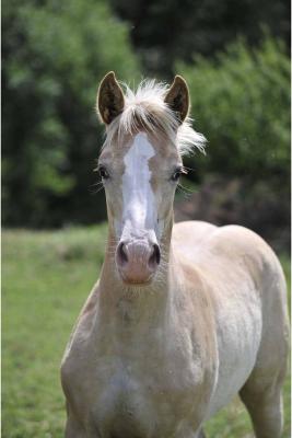 Super_schickes_Haflinger-foto-bild-62-29909062