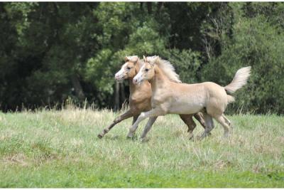 Super_schickes_Haflinger-foto-bild-65-29909065