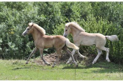 Viel_versprechendes_Haflinger-foto-bild-22-29907422